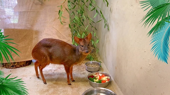 Pudus, kommen eigentlich aus Südamerika und reisen schon bald aus Halle an. Nicht viel größer als Hasen sind sie die kleinsten Hirsche der Welt