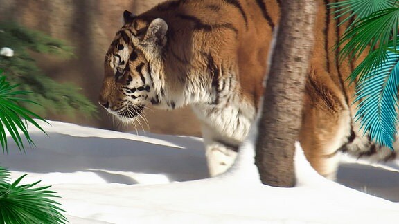 Ein Tiger stapft durch Schnee.