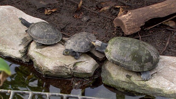 Drei Schildkröten laufen auf grauen Steinen.