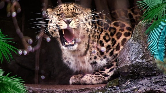 Ein Amurleopard hockt hinter einem Stein mit aufgerissenem Maul.