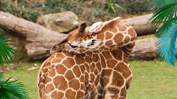 Eine junge Giraffe.