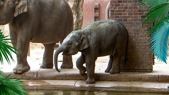 Ein kleiner Elefant beim Trinken.