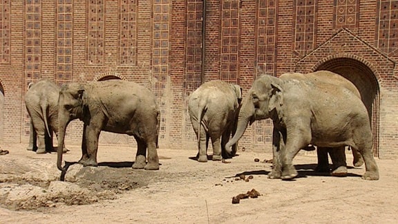 Ein großer Tag bei den Elefanten. Zum ersten Mal sollen alle - außer Voi Nam - zusammen auf die Außenanlage: Fünf Elefantenkühe und Mekong der Bulle.