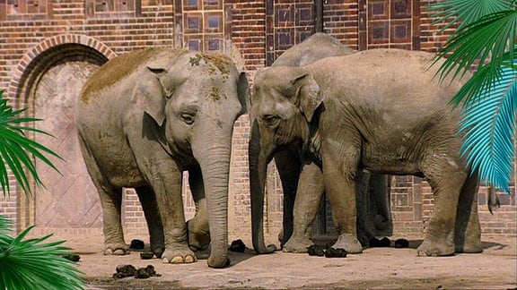 Drei Elefanten vor einem Elefantenhaus.
