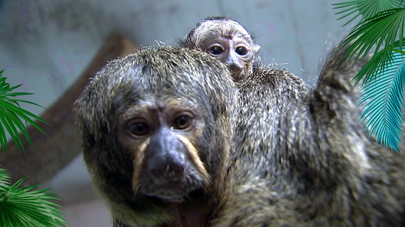 Ein Affee mit einem Jungtier auf dem Rücken.