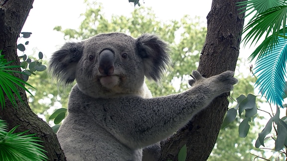Ein Koalabär auf einem Baum.