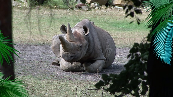 Ein liegendes Nashorn.