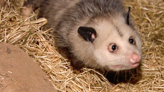 Das Opossum Heidi.