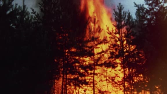 Lebensretter: Waldbrand 2022 in der Sächsischen Schweiz