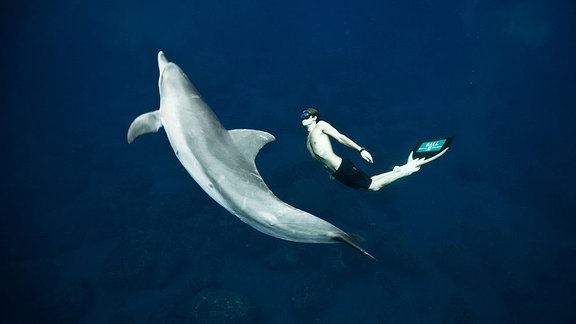 Ein Delfin schwimmt mit einem Menschen.