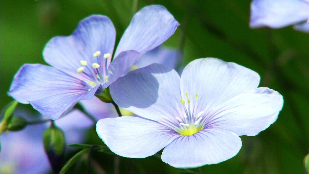 50+ schön Vorrat Mdr Garten De Mdr Garten Mdr De Wie