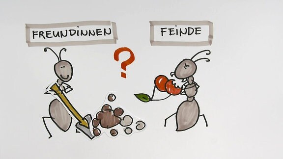 Ameisen im Garten: Freunde oder Feinde?