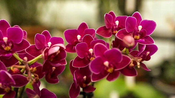 Rote Orchideenblüten.