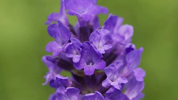 Blüten eeines Lavendel.