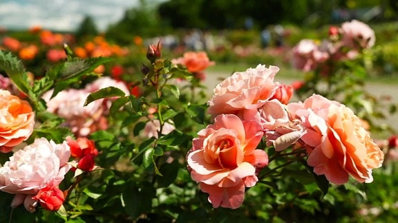 Rosen in einem Garten.