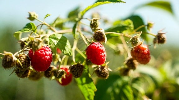 Himbeeren.