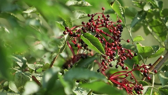  Holunderbeeren an einem Strauch.