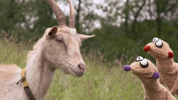 Die Erdmännchen Jan und Henry mit einem Ziegenbock.