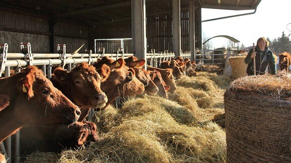 Der Morgen beginnt für Bio-Bäuerin Anke Rose beim Rinderfüttern. Noch stehen die Angusrinder im Stall, aber bald geht’s raus auf die Weide.