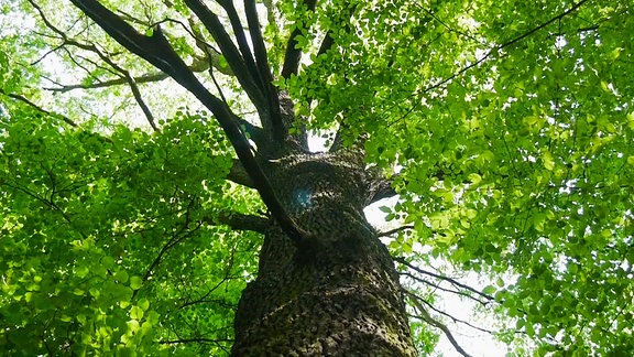 Blick an eine Baumstamm einer belaubten Eiche hinauf.