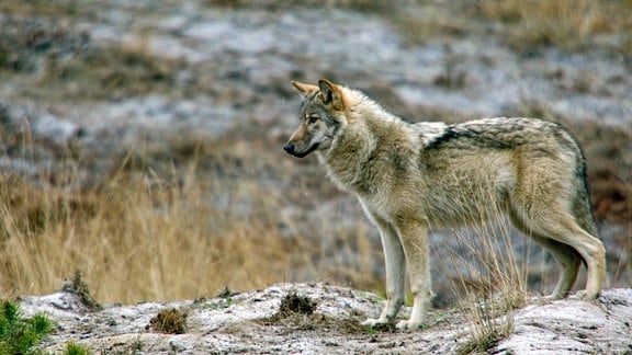 Ein Wolf.