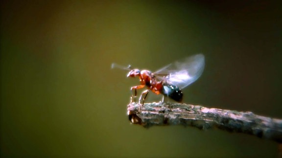Wuhladko - Ameisen