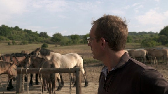 Ein Mann neben einer Gruppe von Pferden