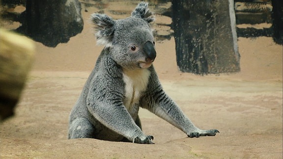 Obi der Koala ist Aktiv nachdem er zum Wiegen aus seinem Schlaf gerissen wurde