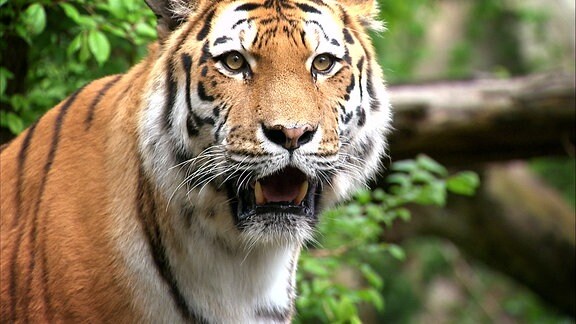 Ein tiger Weibchen zeigt, dass sie der Boss ist