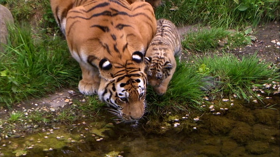 Tiger Junges mit Mutter