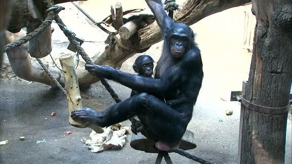 Bonobo Junges mit Weibchen