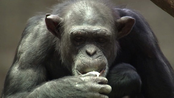 Eine Schimpansin.