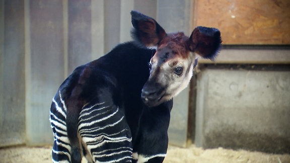 Ein Okapi Junges