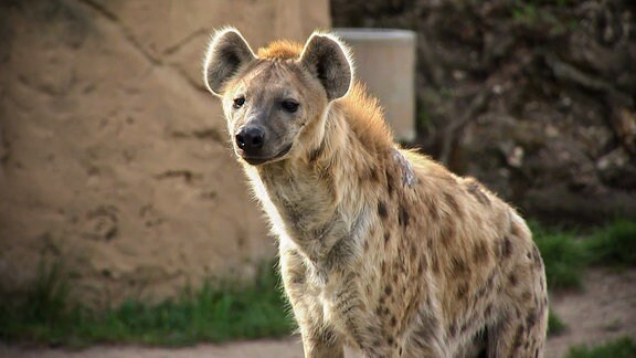 Eine Hyäne