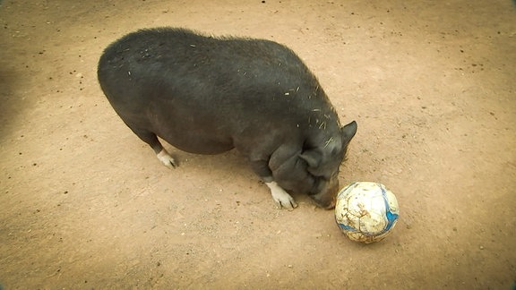Hängebauchschwein spielt Fußball