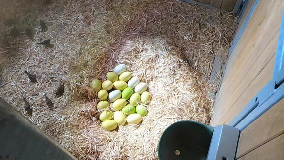  Ein Nest mit vielen Eiern, eine grüne Baumpython