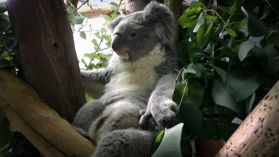 Koala-Dame Mandie