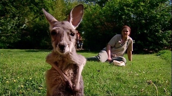 Das kleine Känguru-Mädchen Grisu schaut in die Kamera.