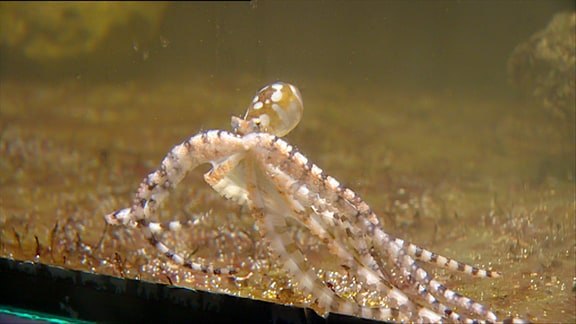 Mimikry-Octopus