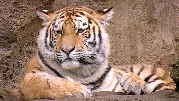Tiger "Mischa" liegt auf dem Felsen und beobachtet.