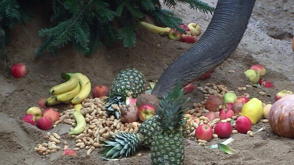 Ein Elefantenrüssel nascht aus verschiedene Obstsorten, die auf dem Boden liegen.