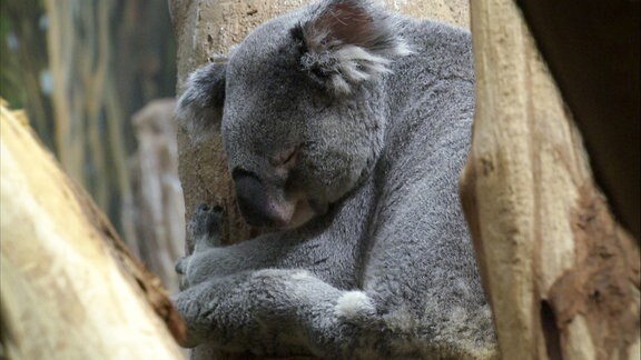 Ein schlafender Koalabär