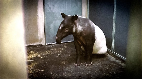 Ein Tapir