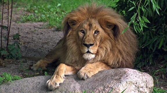 Ein Löwe mit mächtiger Mähne, die Vorderpfoten über einen Stein gelegt, schaut aufmerksam.