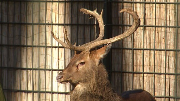 Ein Rehbock im Zoo Leipzig