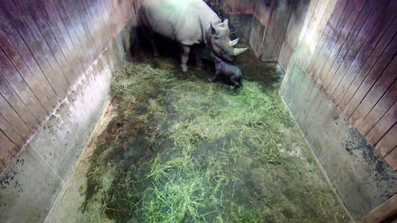 Ein Nashorn mit ihrem Neugeborenen in einem Stall.