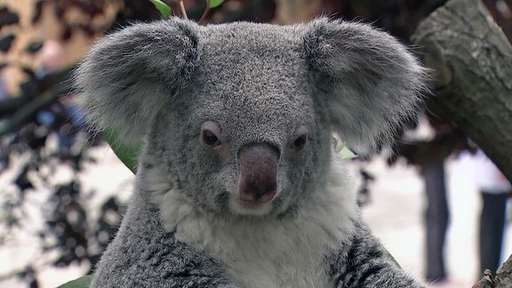 Ein Koala.
