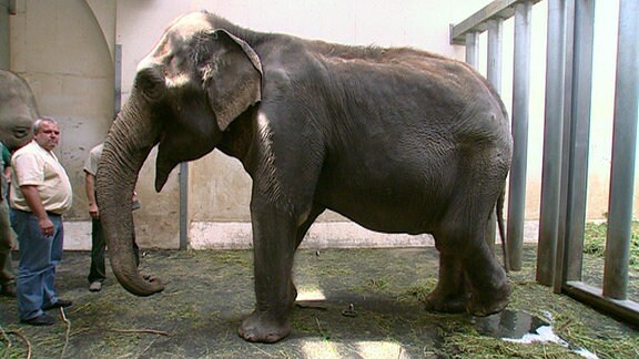 Ein Elefant ist mit mehreren Menschen in einem Gehege. 