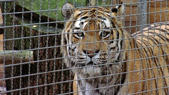 Ein Tiger blickt durch die Maschen eines Zaunes.