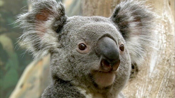 Porträt eines Koalabären.